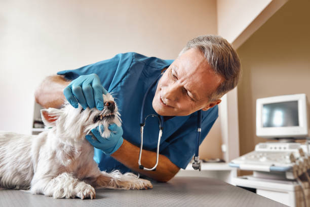 Best Walk-In Emergency Dentist in St Clair Shores, MI